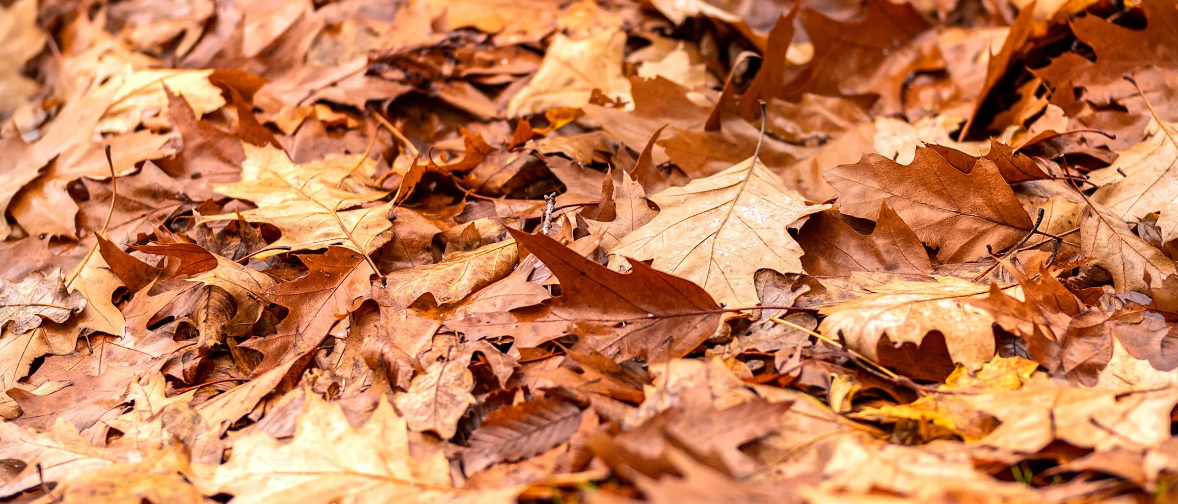 Quelle: pixabay.com (mariya_m)